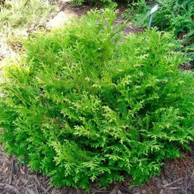 Туевик НАНА долотовидный  в Новополоцке