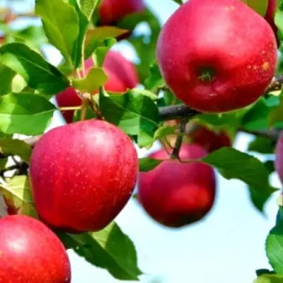 Яблоня МОДИ в Новополоцке