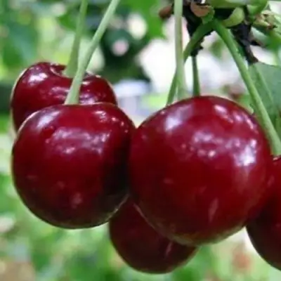 Вишня ГРИОТ БЕЛОРУССКИЙ в Новополоцке