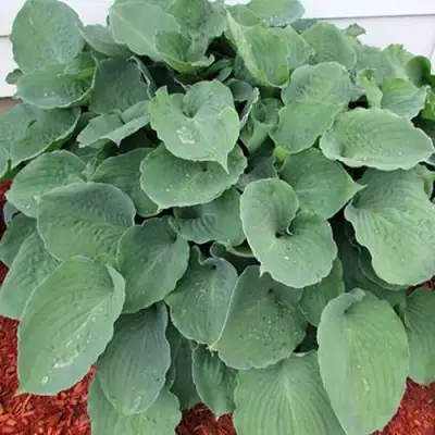 Хоста МУНЛАЙТ СОНАТА гибридная в Новополоцке