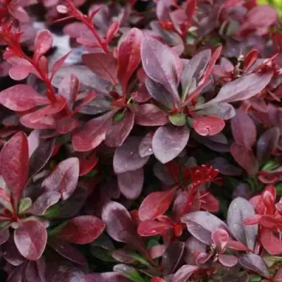 Барбарис АТРОПУРПУРЕА НАНА тунберга в Новополоцке