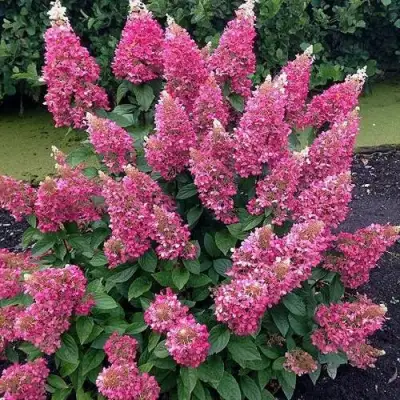 Гортензия МЕГА МИНДИ метельчатая в Новополоцке