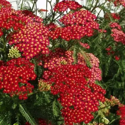 Тысячелистник ПАПРИКА обыкновенный в Новополоцке