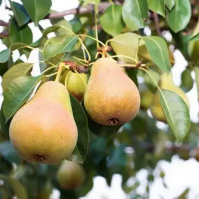 Груша ВЫСТАВОЧНАЯ в Новополоцке