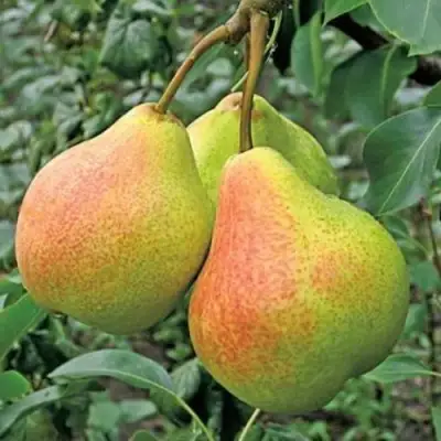 Груша ПАМЯТЬ ЯКОВЛЕВА в Новополоцке