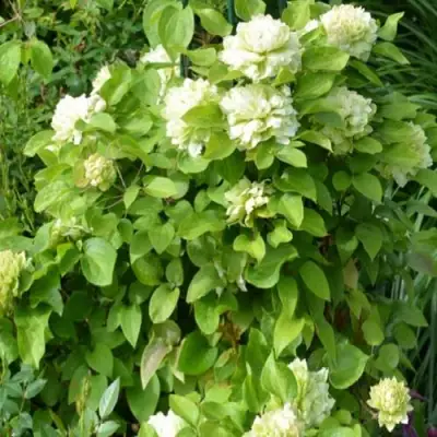 Клематис КОХАНА в Новополоцке