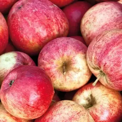 Яблоня ШТРИФЕЛЬ в Новополоцке