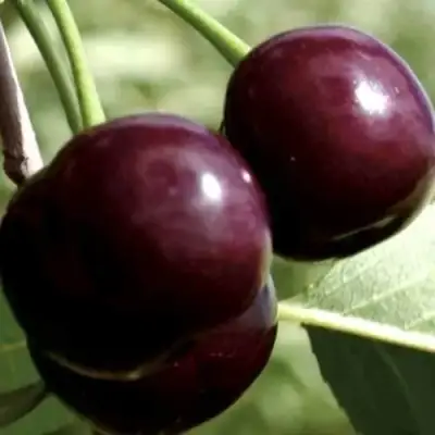 Дюк КСЕНИЯ (ЧЕРЕВИШНЯ) в Новополоцке