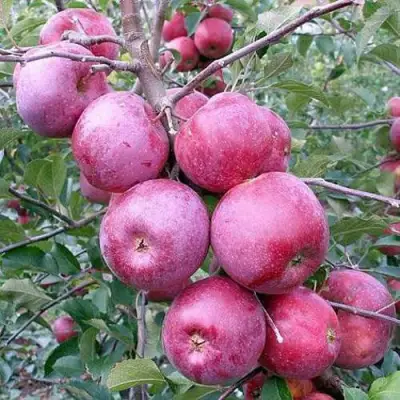 Яблоня ФЛОРИНА в Новополоцке