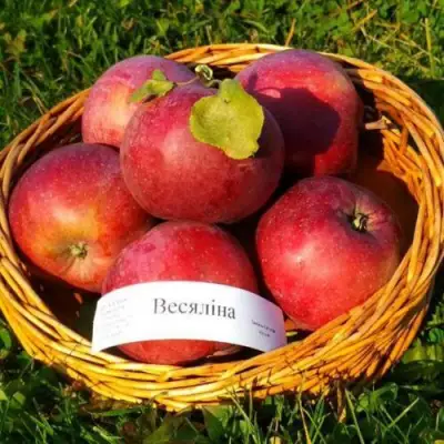 Яблоня ВЕСЯЛИНА в Новополоцке