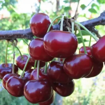 Вишня НОРД СТАР в Новополоцке