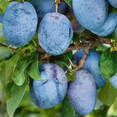 Слива ОДА в Новополоцке