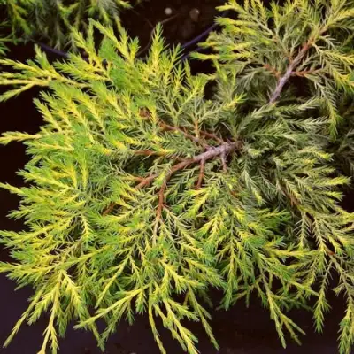 Можжевельник КИНГ ОФ СПРИНГ средний в Новополоцке