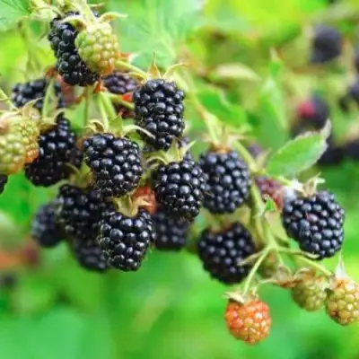 Ежевика АПАЧИ бесшипная  в Новополоцке