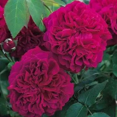 Роза ВИЛЬЯМ ШЕКСПИР английская в Новополоцке