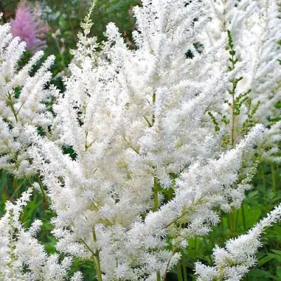 Астильба ДИАМАНТ Арендса в Новополоцке