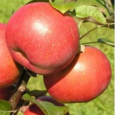 Яблоня РЕДКРАФТ в Новополоцке