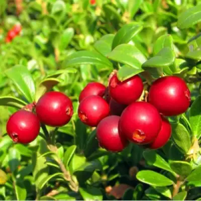 Брусника садовая РЕД ПЕРЛ в Новополоцке