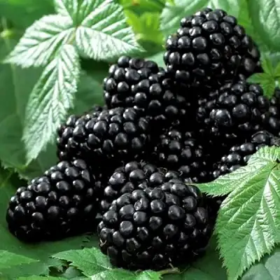 Ежевика БЛЭК БЬЮТИ в Новополоцке