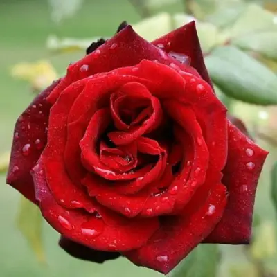 Роза ТАБУ чайно-гибридная в Новополоцке