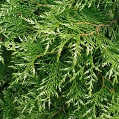 Туя СМАРАГД ВАРИЕГАТА западная в Новополоцке