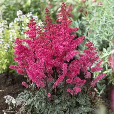 Астильба МУЛЕН РУЖ курчавая в Новополоцке