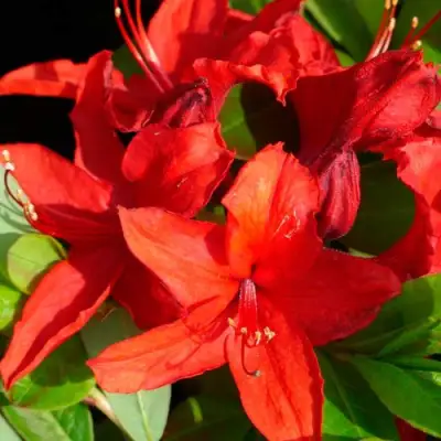 Азалия НАБУКО листопадная в Новополоцке