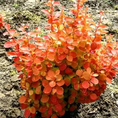 Барбарис ОРАНЖ ФАЙЕР тунберга в Новополоцке