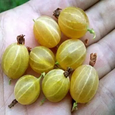 Крыжовник ЯРОВОЙ в Новополоцке