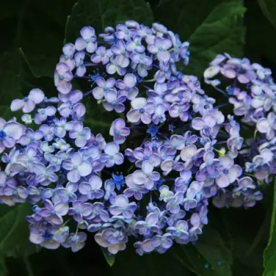 Гортензия АИША крупнолистная  в Новополоцке