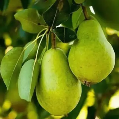 Груша СЕВЕРЯНКА колонновидная в Новополоцке