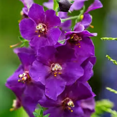 Коровяк ВИОЛЕТТА (вербаскум) в Новополоцке