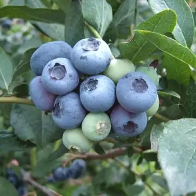 Голубика БЛЮЭТТА в Новополоцке