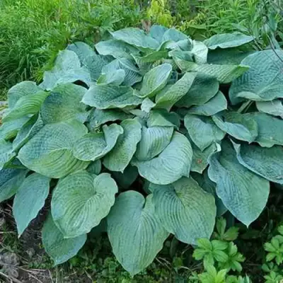 Хоста ЭЛЕГАНС Зибольда в Новополоцке