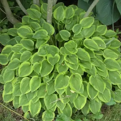 Хоста ГОЛДЕН ТИАРА в Новополоцке