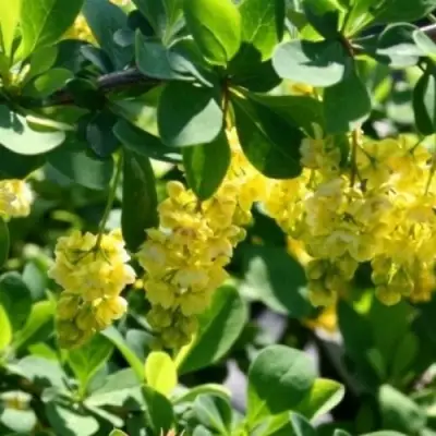 Барбарис ИНДИАН САММЕР  в Новополоцке