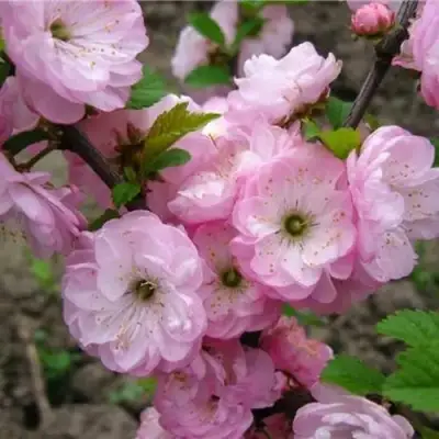 Миндаль ТРЁХЛОПАСТНЫЙ (луизеания) в Новополоцке