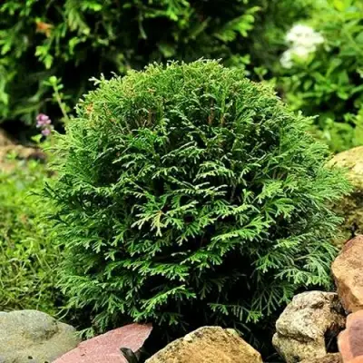 Туя ДАНИКА западная в Новополоцке