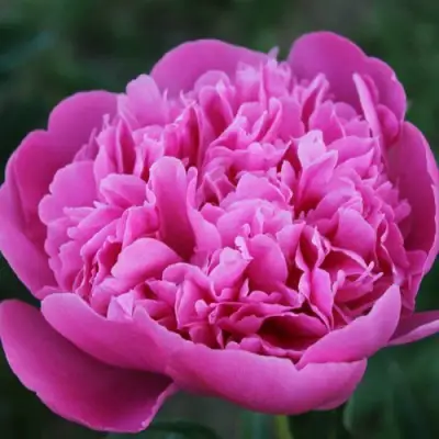 саженцы пиона