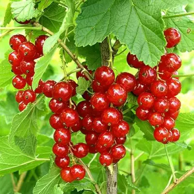 Смородина красная ФЕРТОДИ в Новополоцке