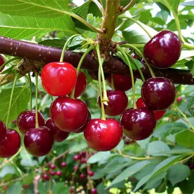 Вишня БРУСНИЦЫНА степная в Новополоцке