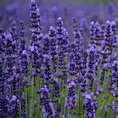 Лаванда МАНСТЕД узколистная в Новополоцке