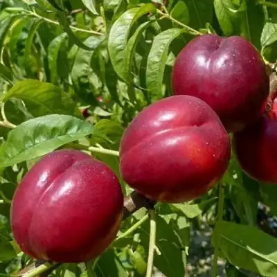 Нектарин БИГ-ТОП в Новополоцке