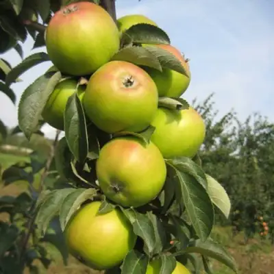 Яблоня ЛУКОМОР колонновидная в Новополоцке