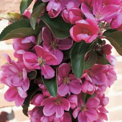 Яблоня ЗЕЛЁНЫЙ БУКЕТ декоративная в Новополоцке