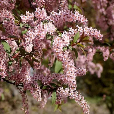 Черемуха НЕЖНОСТЬ в Новополоцке