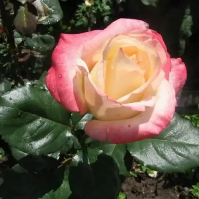 Роза БЕЛА ПЕРЛА чайно-гибридная в Новополоцке