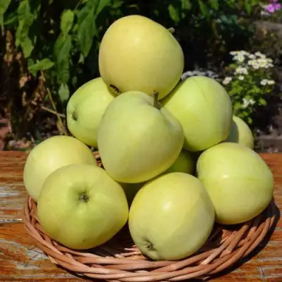 Яблоня ПАПИРОВКА в Новополоцке