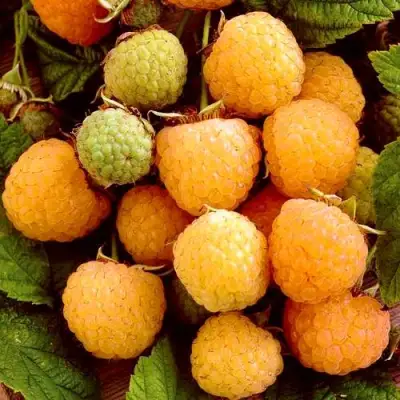 Малина ЗОЛОТЫЕ КУПОЛА в Новополоцке