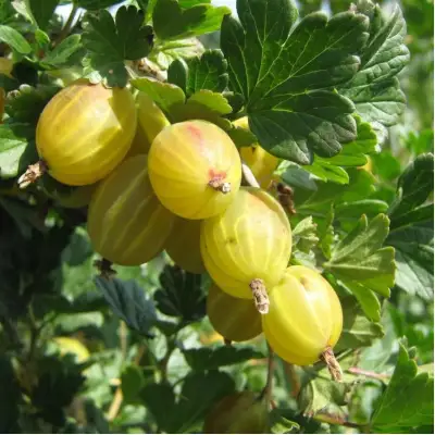 Крыжовник БЕРИЛЛ в Новополоцке